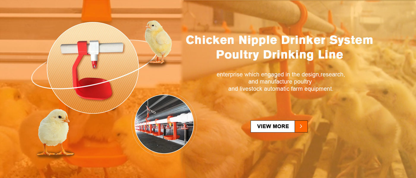 Porcellana il la cosa migliore Sistema di bevitori di capezzoli di pollo sulle vendite