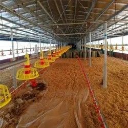 Automatic feeding machine for chicken farm, simple feeding line, full set of feeding equipment