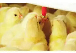 A complete set of waterline feeding line and automatic breeding equipment for durable free-range poultry