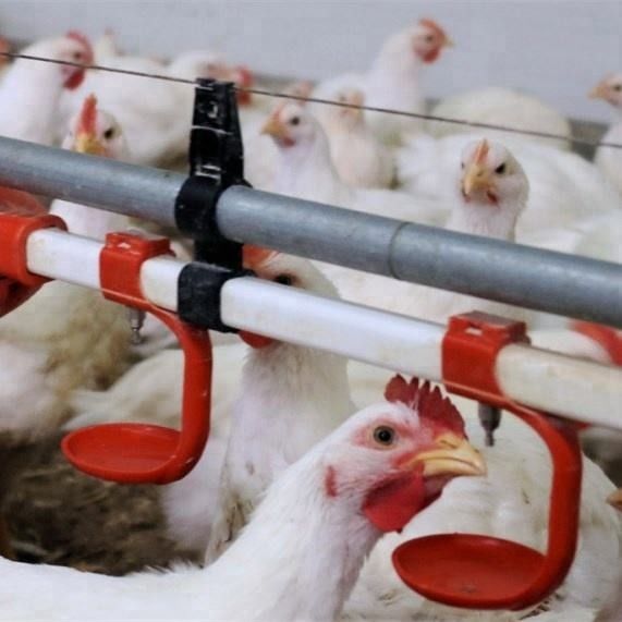 Automatic Nipples Water Drinking system