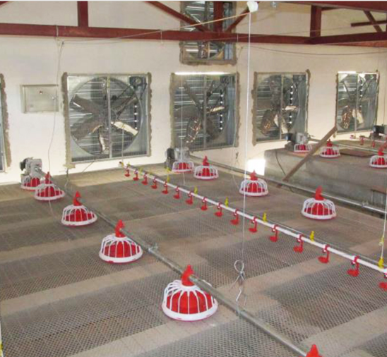 Sistema di coclea per mangime per polli completamente automatico Alimentatore a coclea per pollame per azienda agricola 1