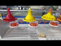 Sistema automatico di alimentazione di del pollame